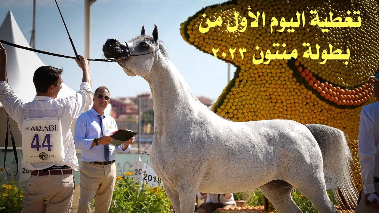 تغطبة خاصة لبطولة منتون لجمال الخيل العربي الأصيل 2023 اليوم الأول | Menton 2023