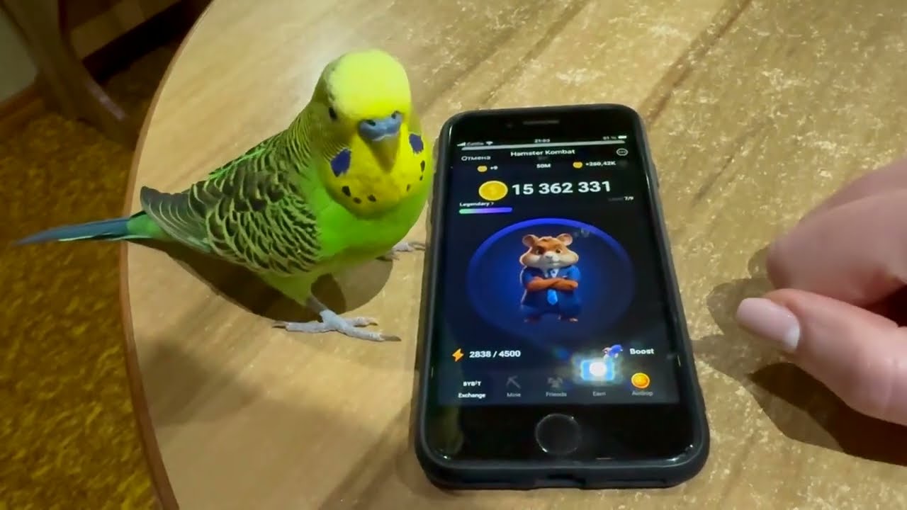 Budgie vs Hamster Kombat