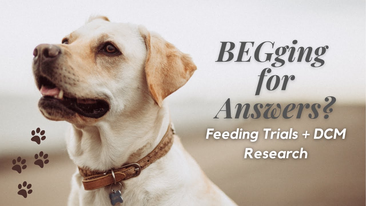 BEGging for Answers? Feeding Trials + DCM Research
