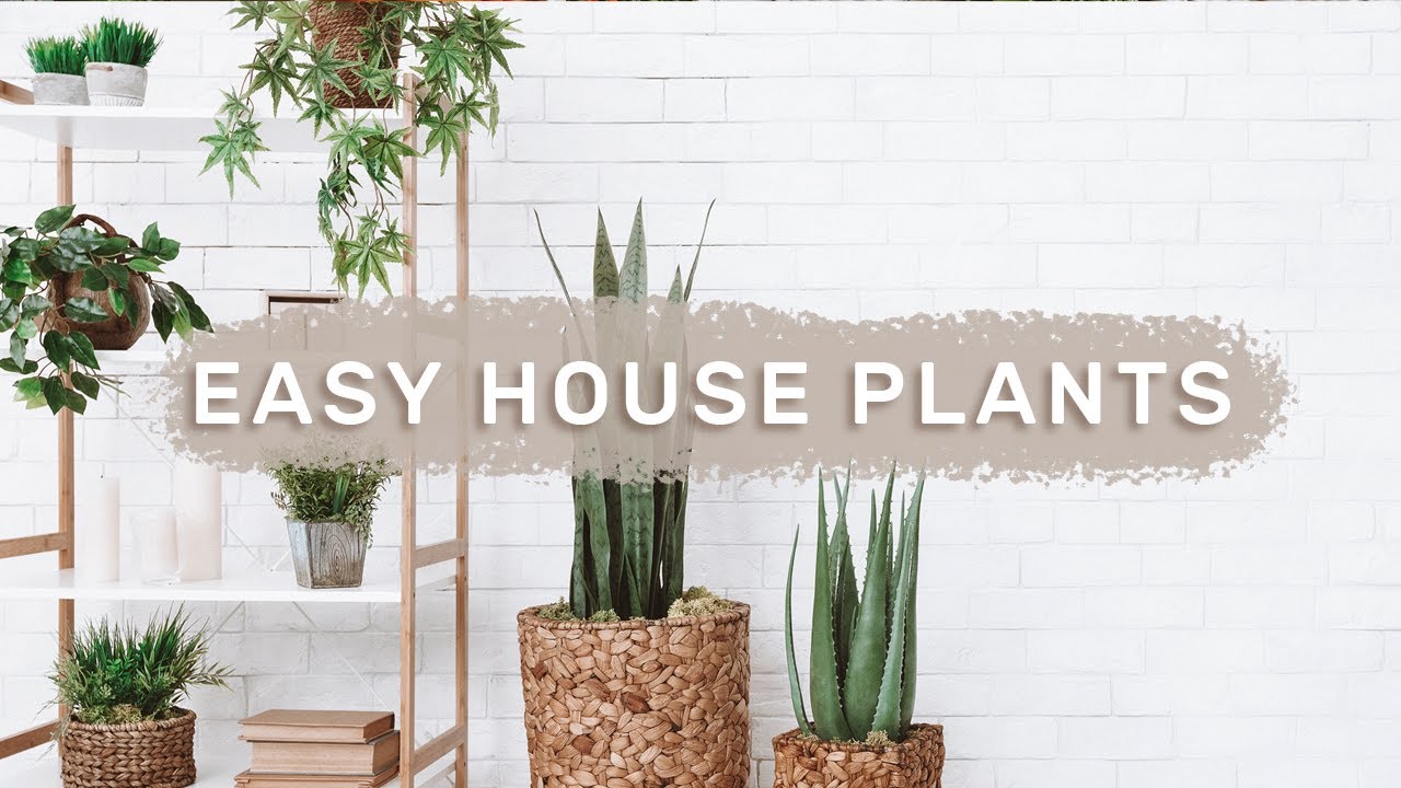 5 BEST INDOOR PLANTS for beginners // easy care house plants