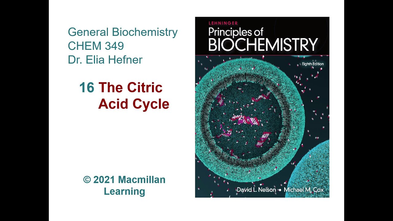 Chapter 16 - The Citric Acid Cycle