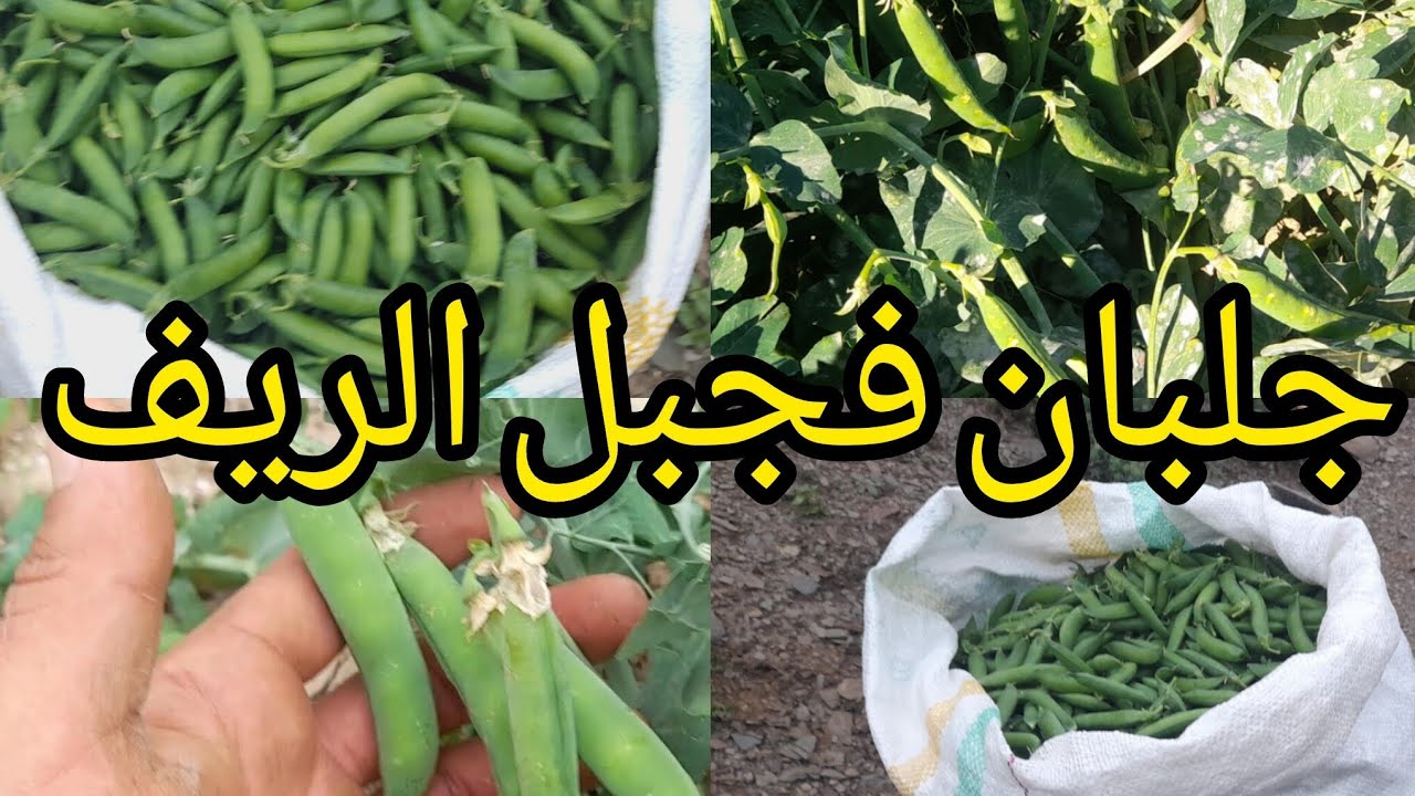 جلبان فجبل الريف اقليم لحسيمة 
