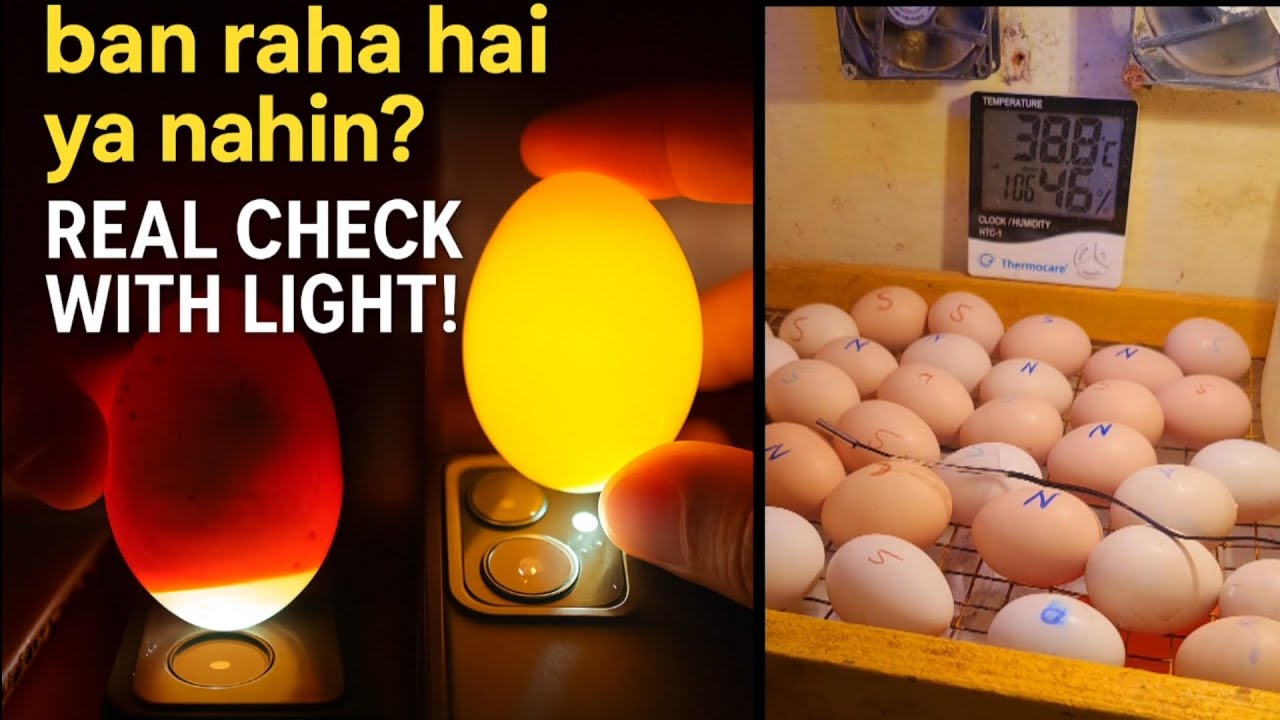 Eggs Candling 🥚 Ande Me bacha Bandrah hi ya nahi #incubator 