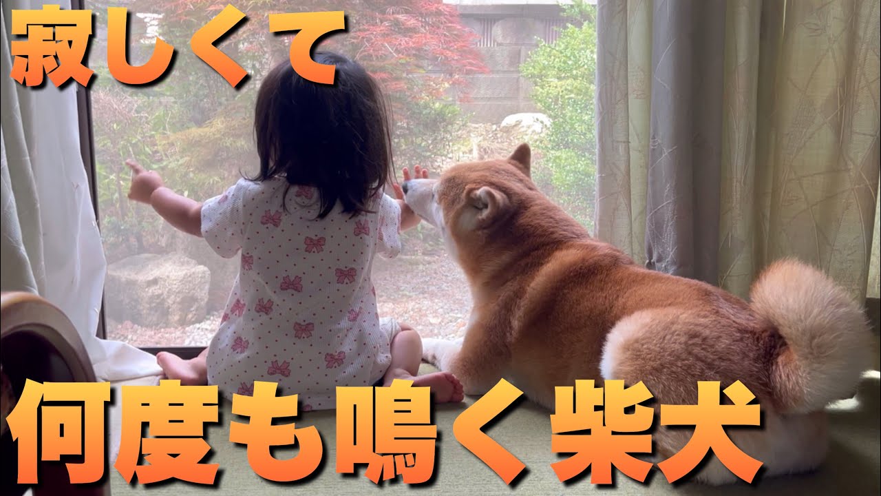 実家最後の日、寂しくて何度も鳴く柴犬と、ばぁばと悲しそうに呼ぶ娘