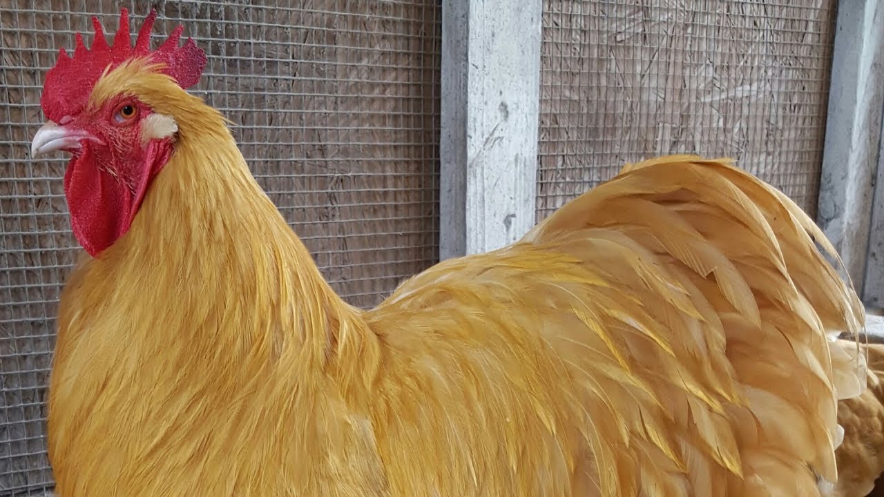 Buff Orpington Chickens | Dual Purpose Gold