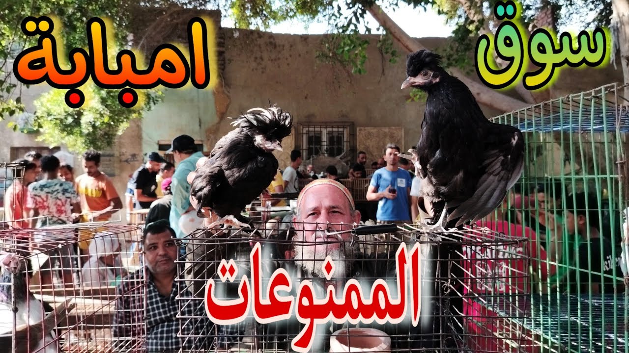 جولة داخل سوق امبابة 😮 اسعار الحمام والعيون 😔 #غاوي_السلاكة