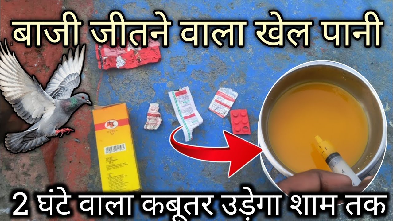 सर्दियों में कबूतर को शाम तक उड़ाने के लिए पानी || 2 Ghante wala kabootar udega sham tak