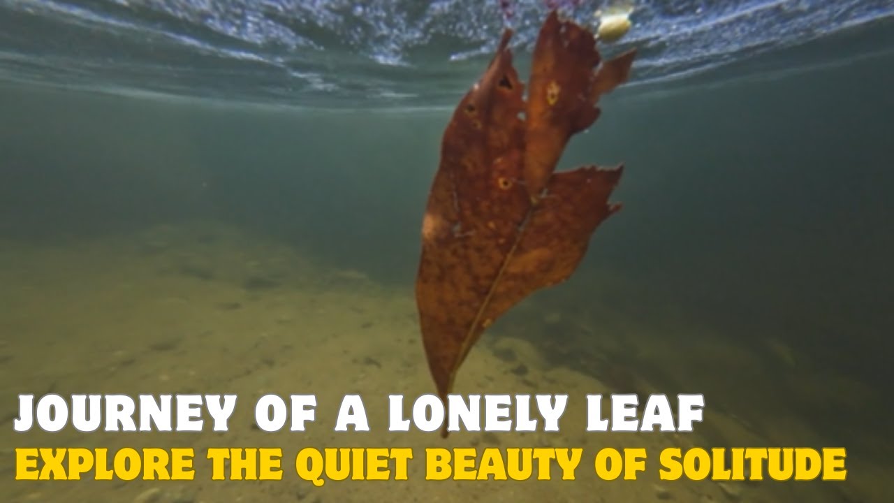 Journey of a lonely drifting leaf #solitude  #asmr #acttherapy 🍂