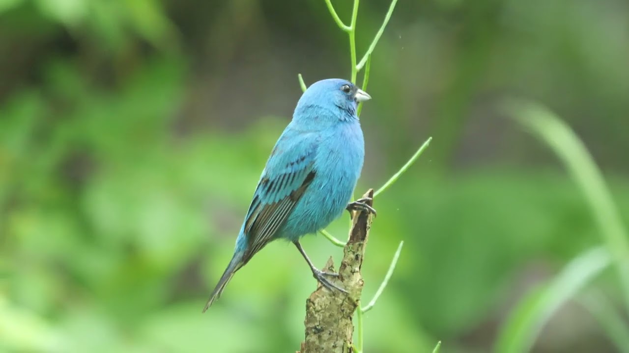 Indigo Bunting