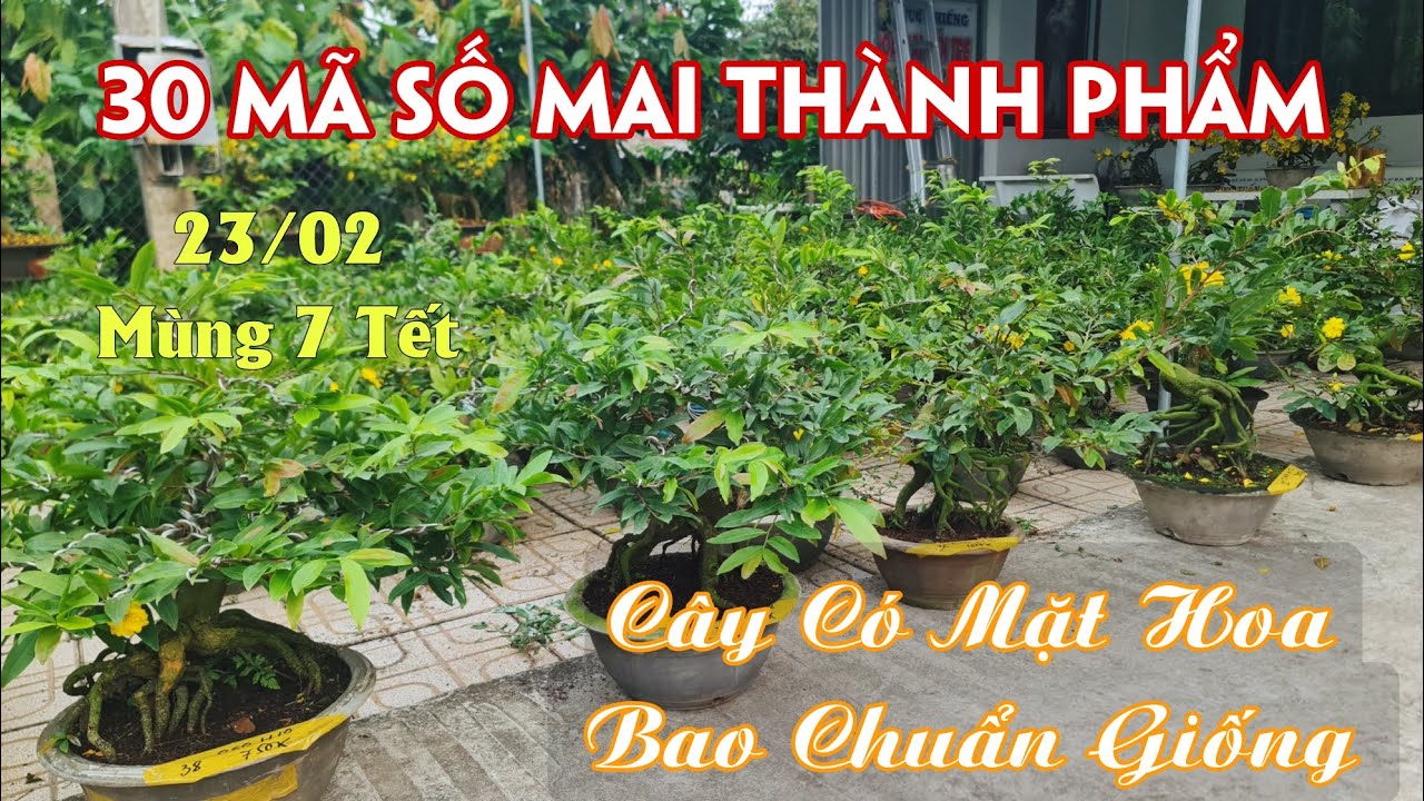23/02. 30 Mã Số Mai Bonsai Thành Phẩm Lấy Bo, Chuẩn Giống.☎Trang 0359910781