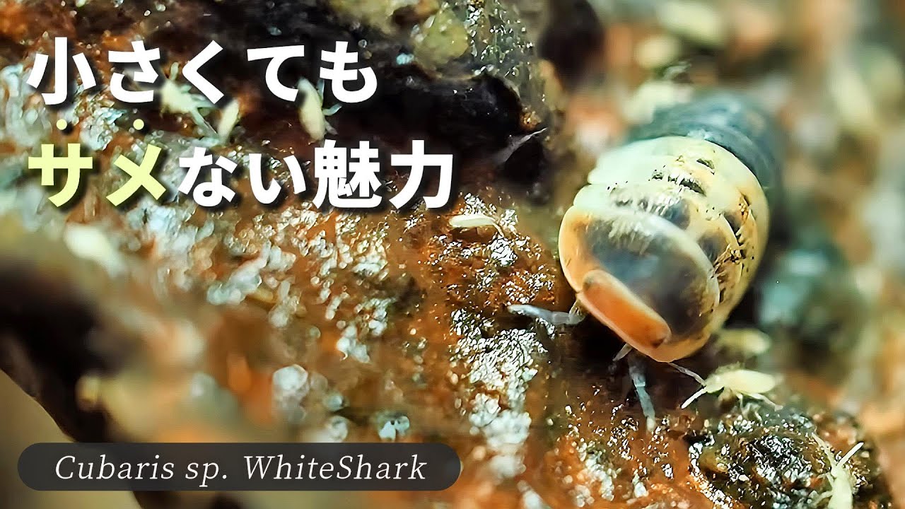 見た目の割に名前がイカつ過ぎるダンゴムシの育て方【ホワイトシャーク】
