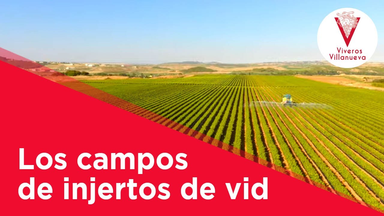 Los campos de injertos de vid de Viveros Villanueva 2020