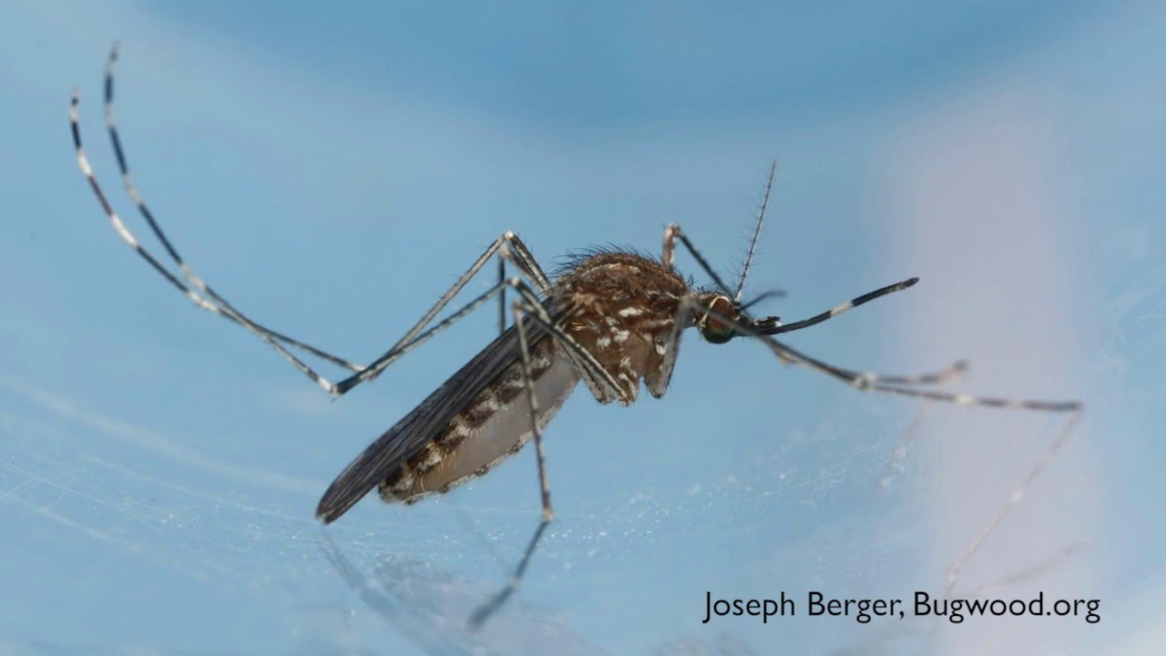 How to Get Rid of Mosquitos - DIY Pest Control
