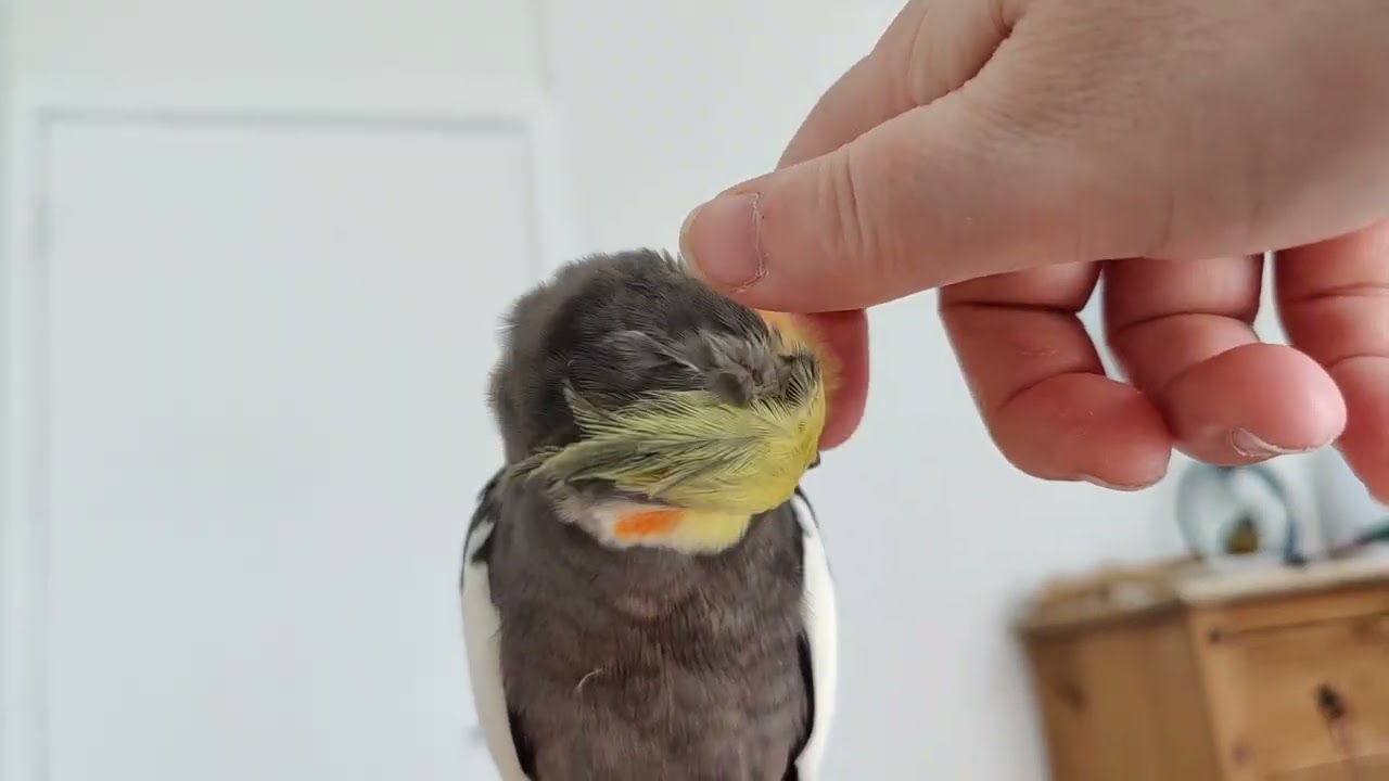 Scritches ASMR