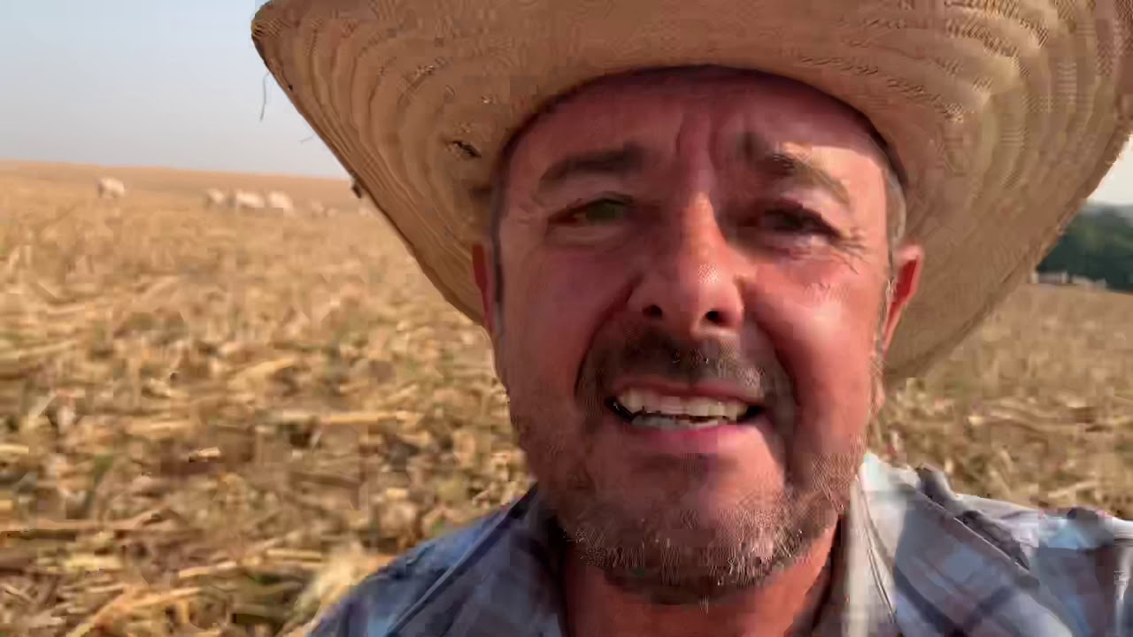 Gado 🐄 na palhada de milho 🌽 com braquiara.