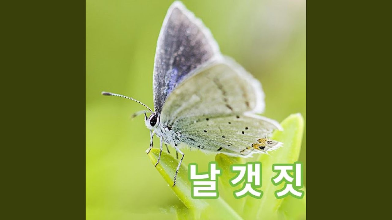 날갯짓