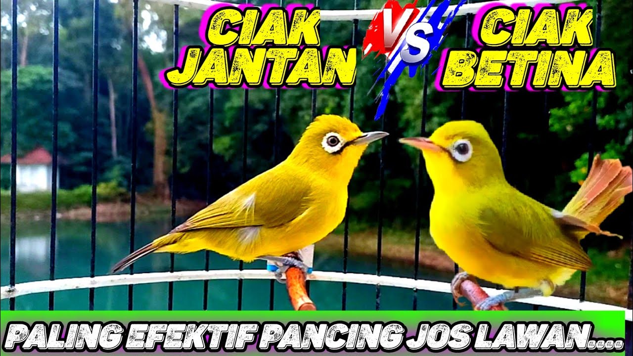 CIAK BETINA VS CIAK kecial kuning JANTAN | PALING EFEKTIF PANCING EMOSI & JOS LAWAN 💯 BIKIN GACOR
