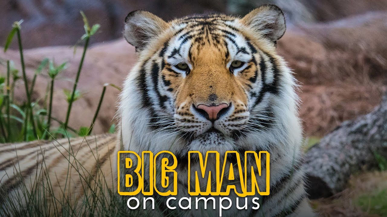 LSU's Mike the Tiger