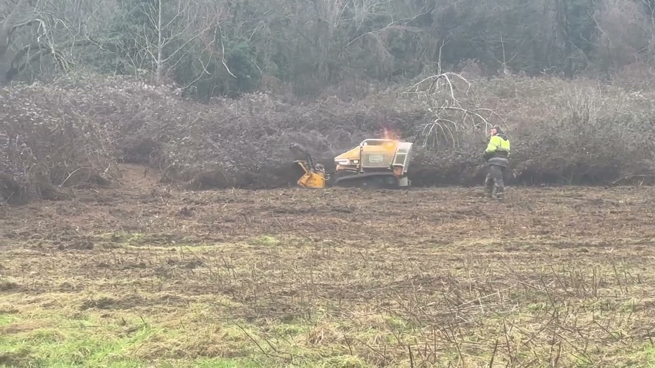 Our remote-controlled, tracked RoboFlail clearing big bramble near Bath