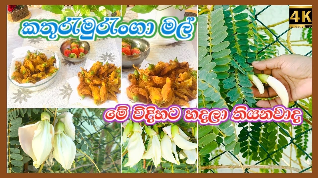 Hummingbird Tree Flower Recipe👩‍🍳 කතුරුමුරැංගා මල් මේ විදිහට හදලා  බලන්න හැමදාමත් හදලා කයි😋👌