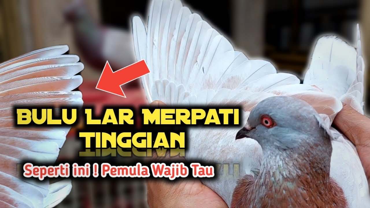 Ciri-Ciri Merpati Tinggian Full Nitik