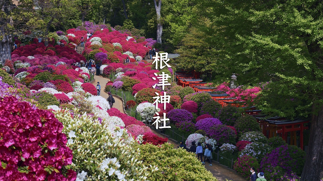 Nezu Shrine Azalea Garden - Tokyo - 根津神社 - 8K