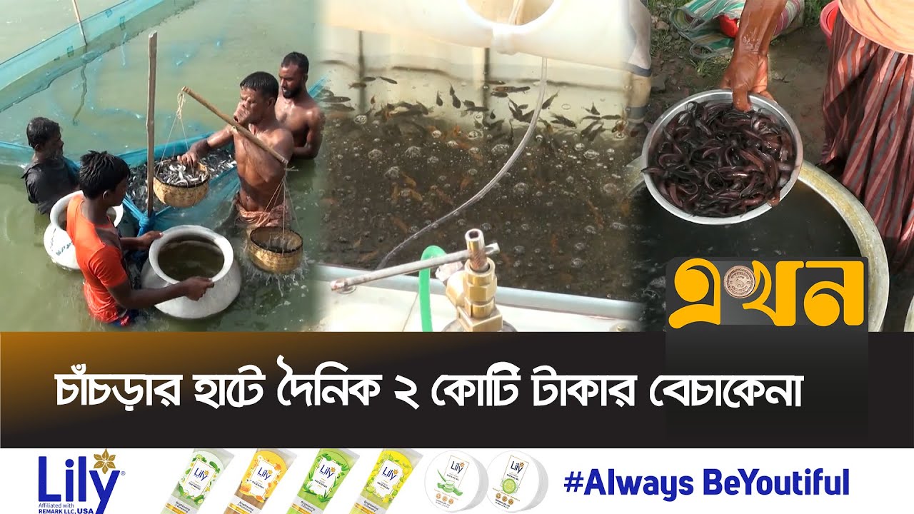 বৃষ্টি না হওয়ায় কমেছে মাছের রেণু ও পোনা উৎপাদন | Fish Renu | Jashore News | Ekhon TV
