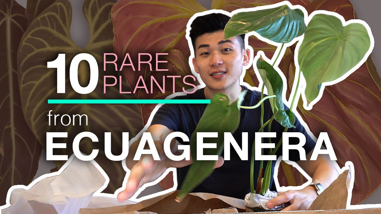 Ecuagenera Unboxing - Rare Anthuriums and Philodendrons, plus the biggest Verrucosum I've ever seen!