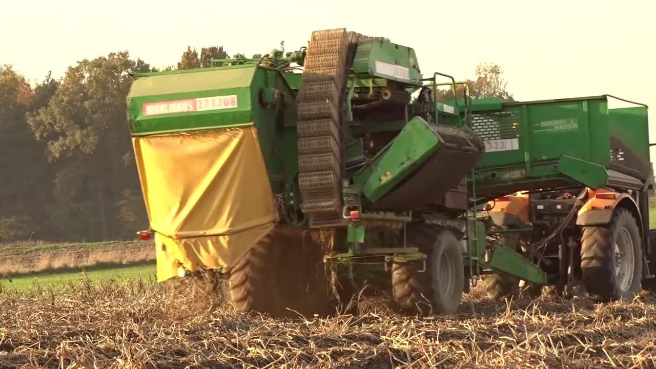 Kopanie skrobi ziemniaczanej 2017  | Wuhlmaus | Renault | New Holland |