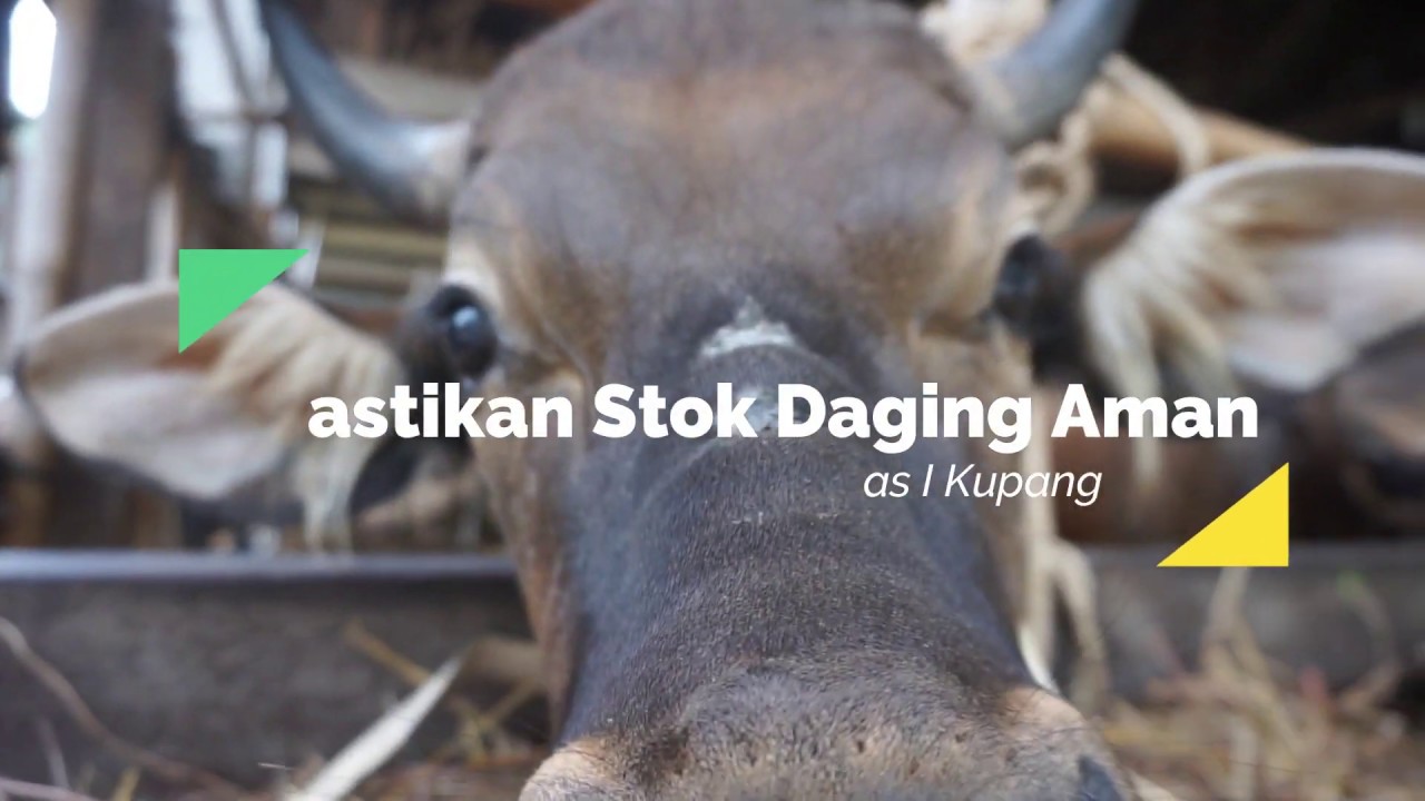 Lumbung Ternak NTT, Pastikan Stok Daging Aman