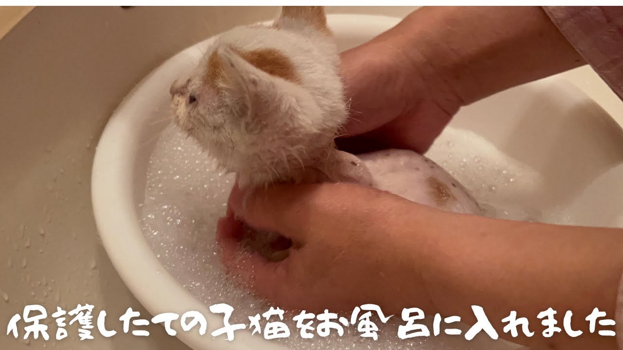 【保護猫】ノミだらけの子猫をお風呂に入れてみました