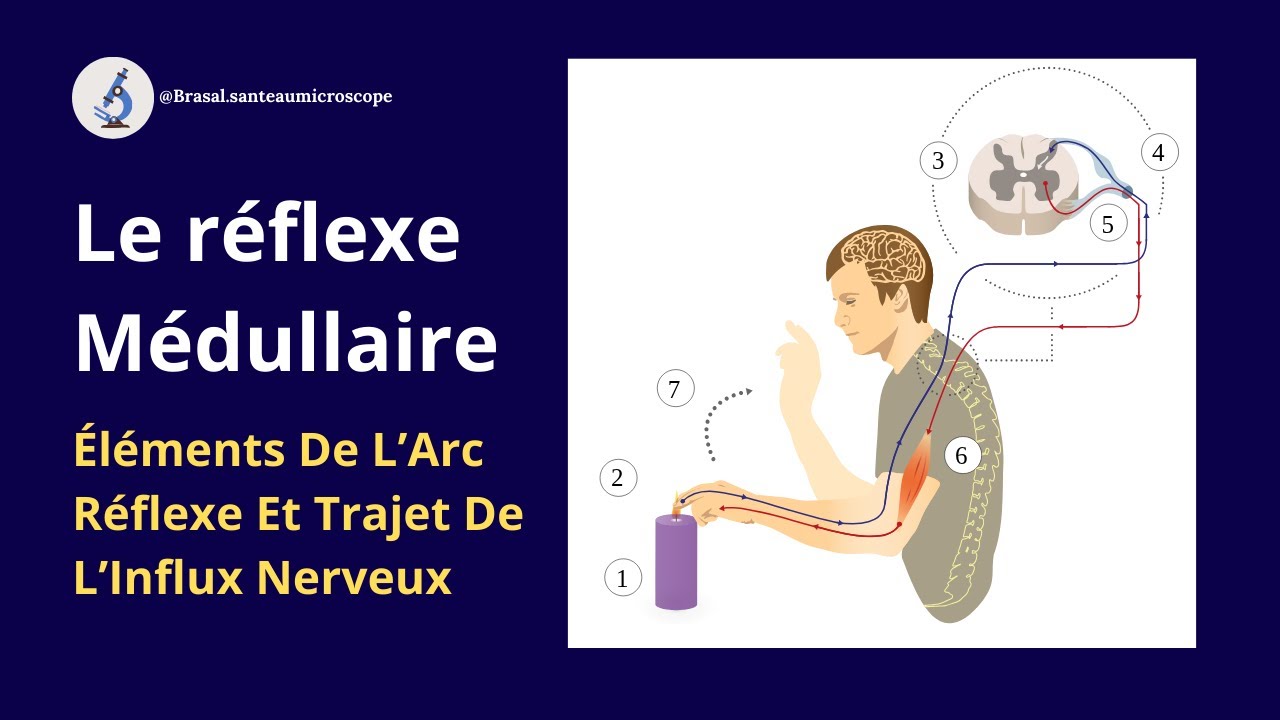 DÉCOUVREZ LE RÉFLEXE MÉDULLAIRE