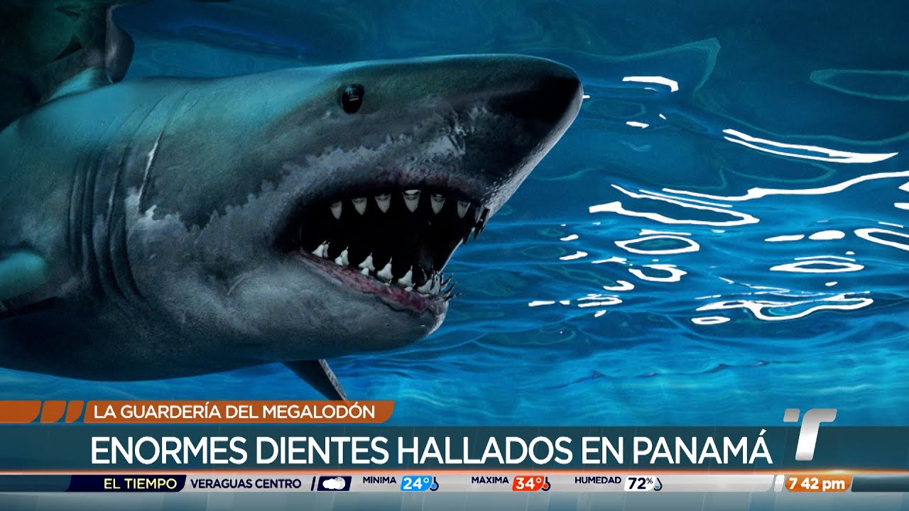 Panamá, guardería del megalodón