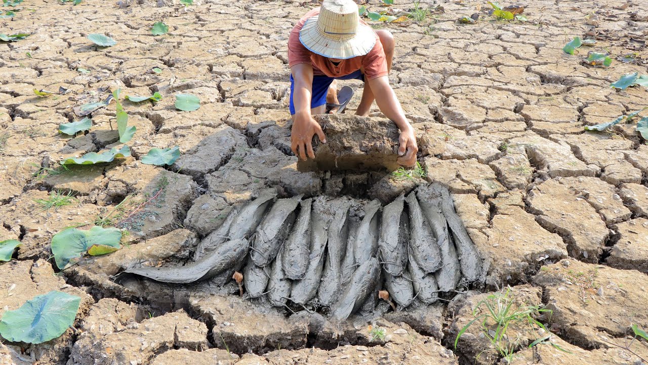 Amazing dry season find a lot of fish in underground secret hole