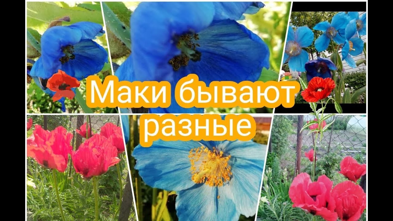 МАКИ БЫВАЮТ РАЗНЫЕ 🤗😍💐