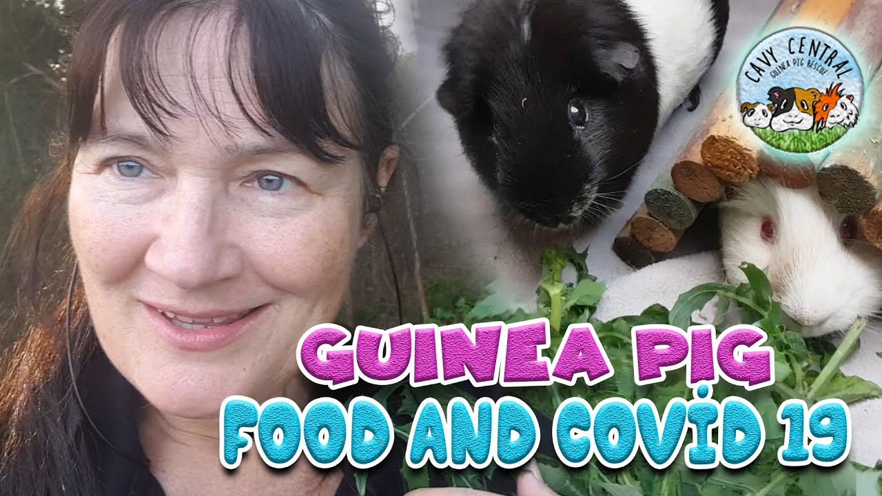 How to guinea pig find food when Quarantined - Coronavirus, COVID-19 crisis