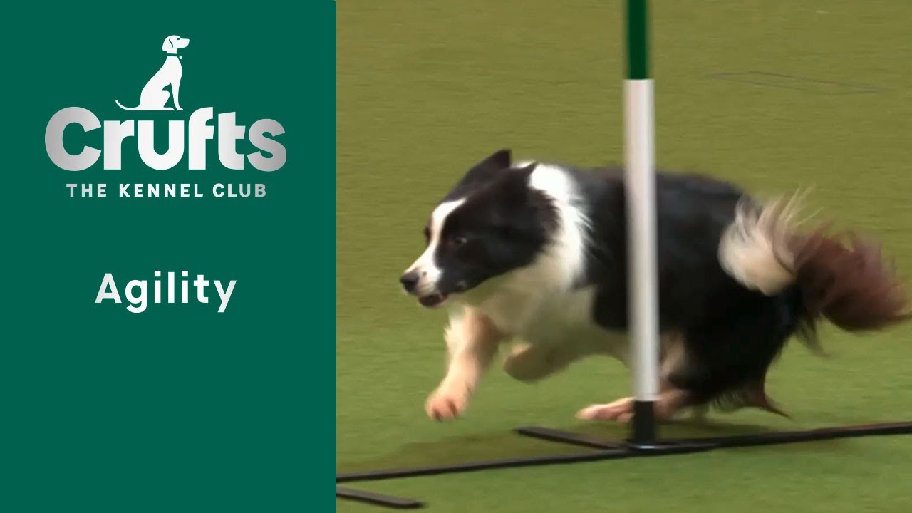 Аджилити - Чемпионаты - Финал среднего/большого уровня по аджилити - | Crufts 2023