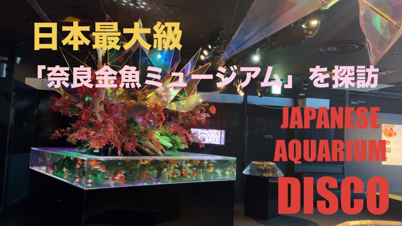 【奈良　金魚ミュージアム】日本最大級金魚エンターテイメントを探訪　主役の金魚は身近な品種から希少種まで大和郡山市の金魚たち　優雅に美しく、流れるように泳いでます　　　#なら#きんぎょ #あくありうむ