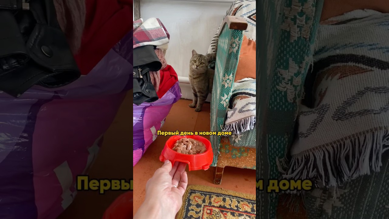 Как Кошмак впервые переехал &mdash; и сразу в переделанный офис деревенской пекарни😂