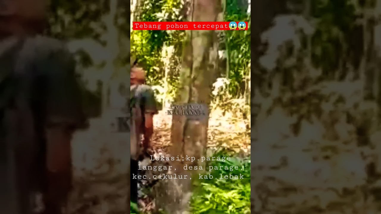 Tebang pohon tercepat ||@KZ Channel0079
