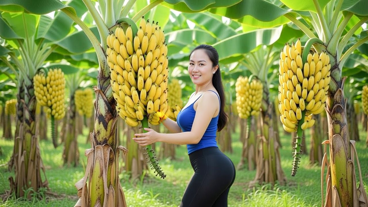 Harvesting Golden Ripe Bananas to Sell at the Local Market | Emma Daily Life