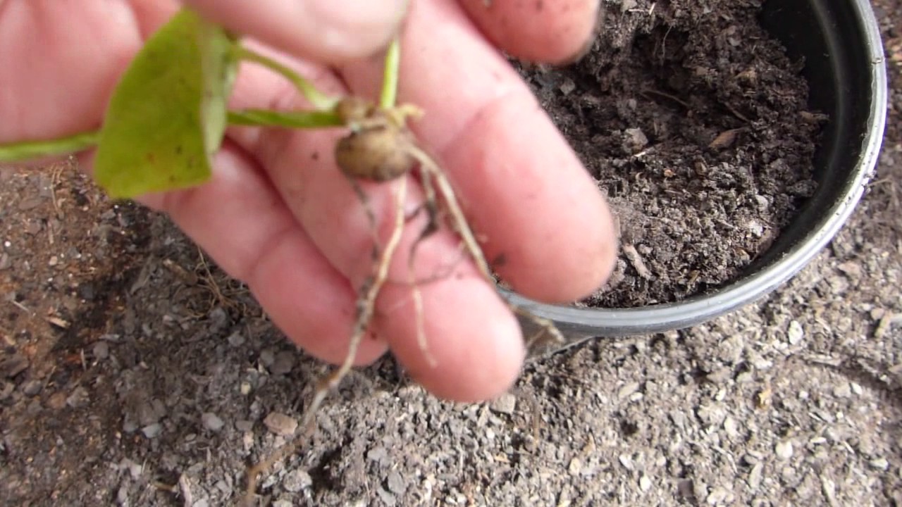 Success On Experimental Method Of Propagating Yam/Dioscorea Alata
