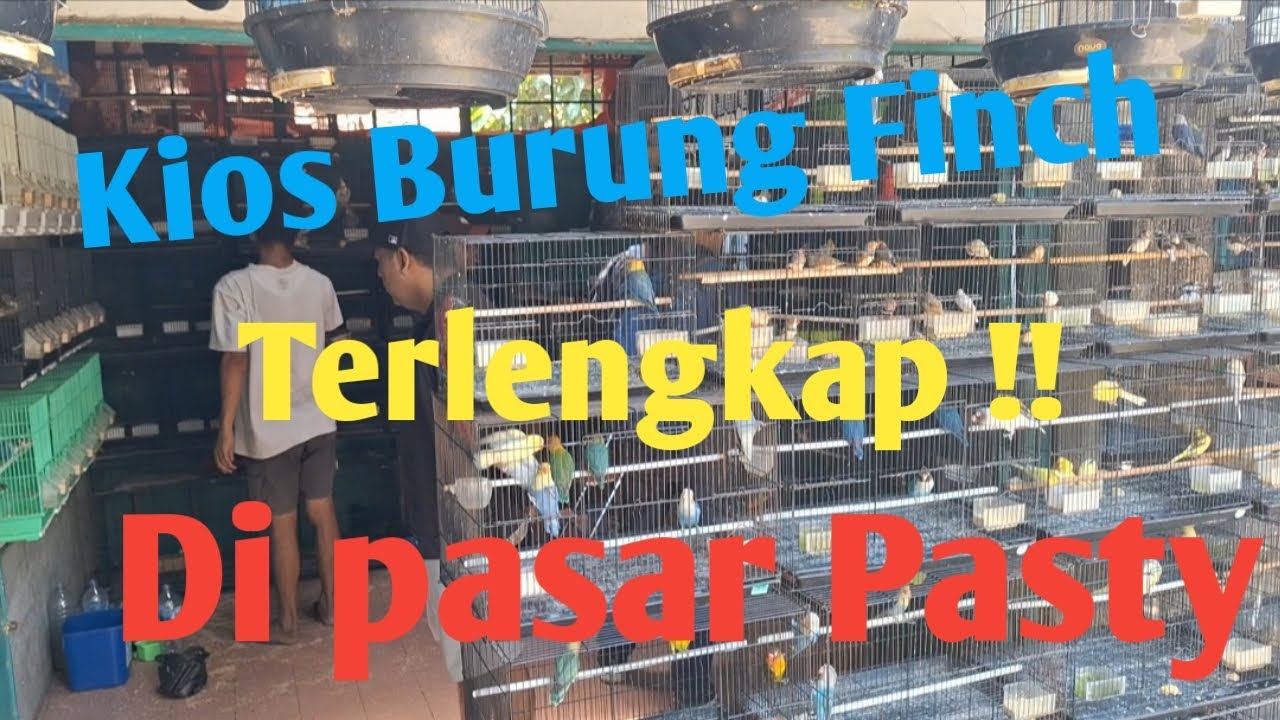 Penggemar Burung Finch Merapat ‼️ Di Kios Ini Banyak Burung Berbulu Indah || Kios Burung Mas Frengky