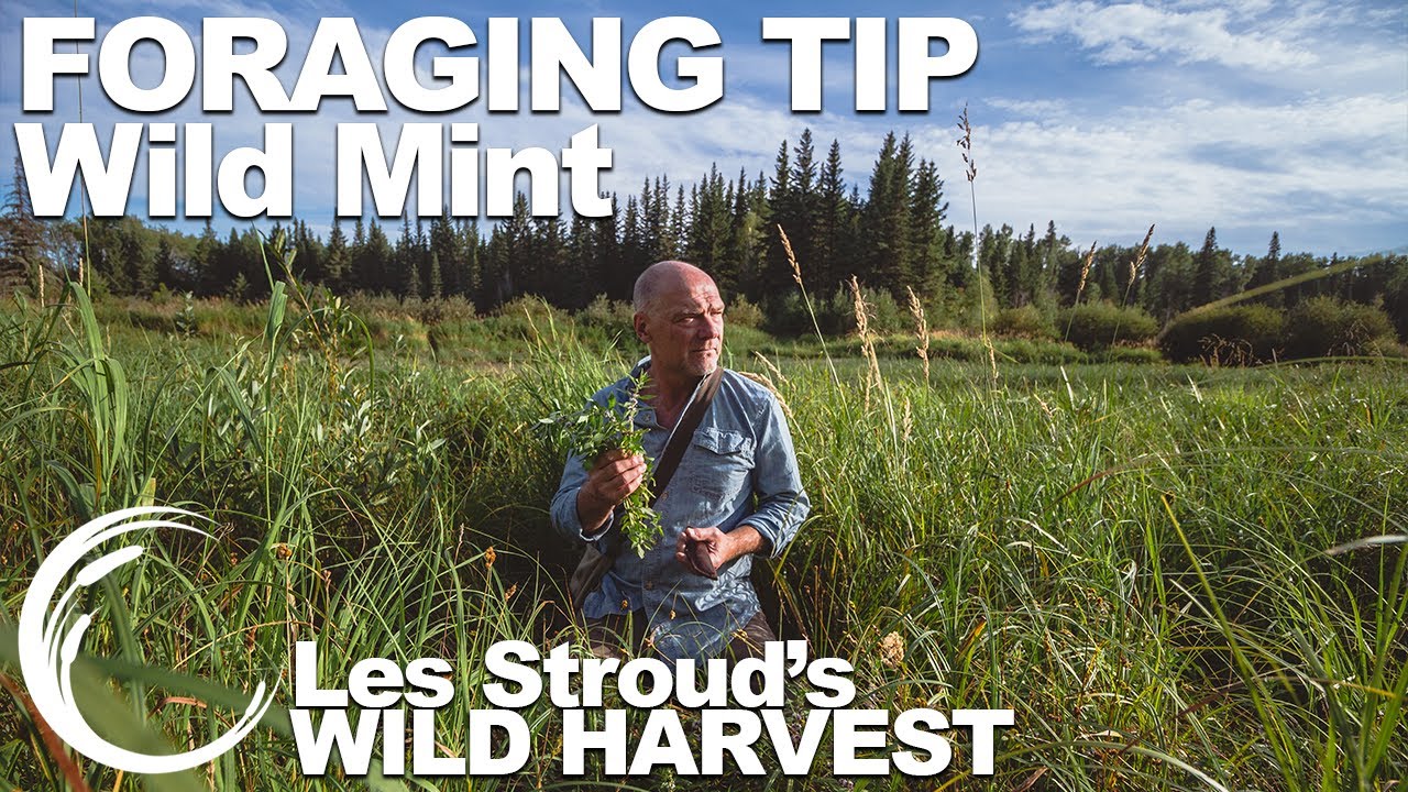 Wild Harvest Foraging Tips | Episode 32 | Wild Mint