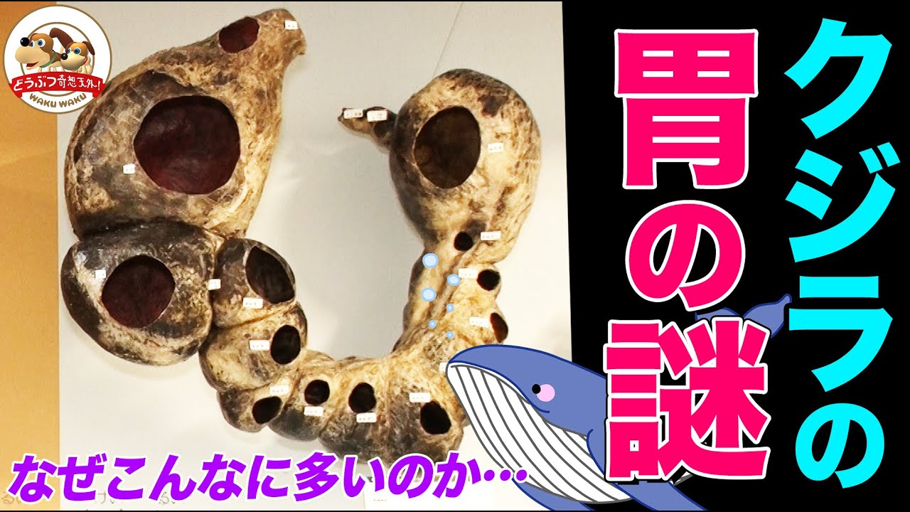 【最先端マニアック解説】なぜクジラの胃は異常に多いのか…カバに手がかり!?「大哺乳類展３」の見どころを国立科学博物館スタッフが紹介【どうぶつ奇想天外／WAKUWAKU】