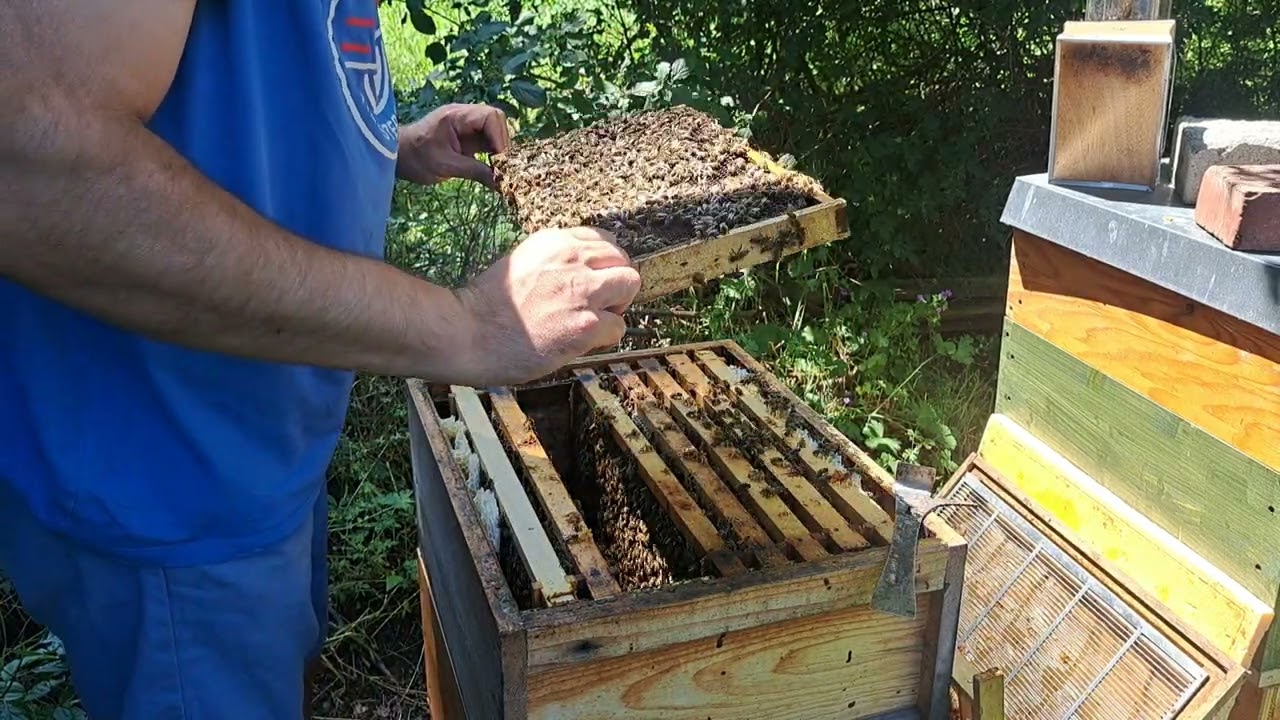 drustvo bez matice i unisteni matičnjaci