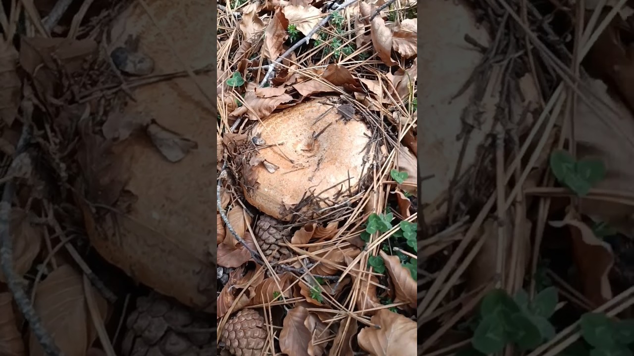 Funghi rositi. 🧡 #lactarius #deliciosus #rositi #funghi #pilze #hongos #mushroom #fungo #fungi