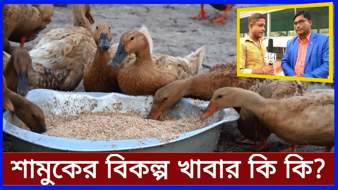 হাঁসকে কি কি খাওয়ালে বেশি ডিম দেয় || Duck Farming Tips