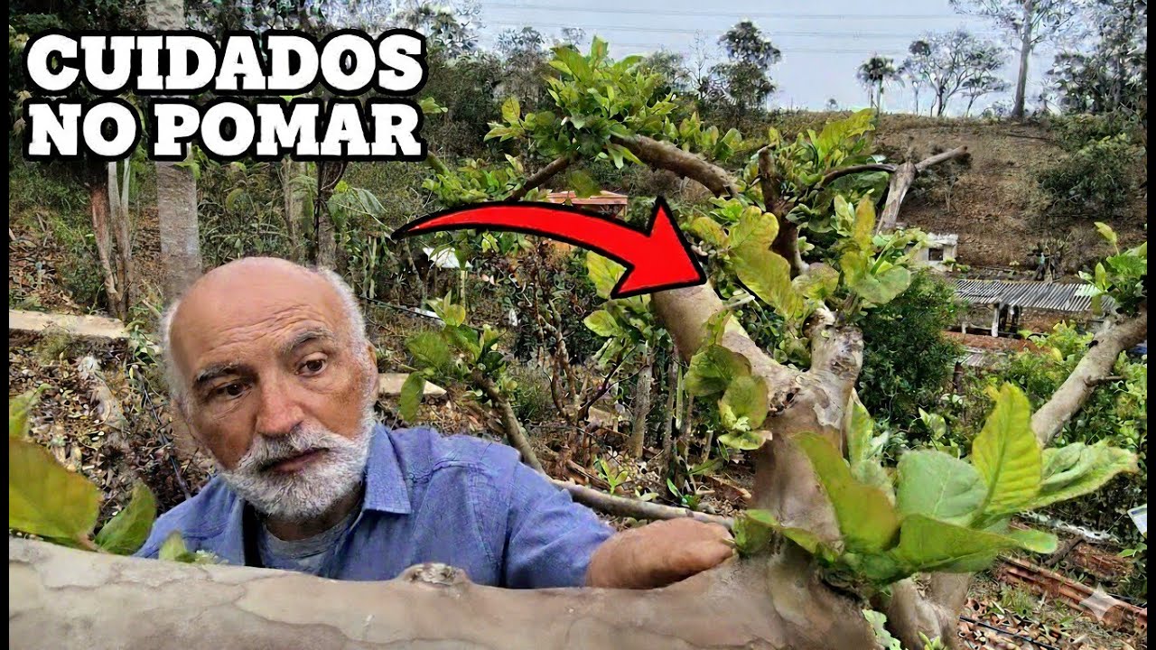 Pomar Poda e Organização com Sergio Semerdjian no Plantar em Casa