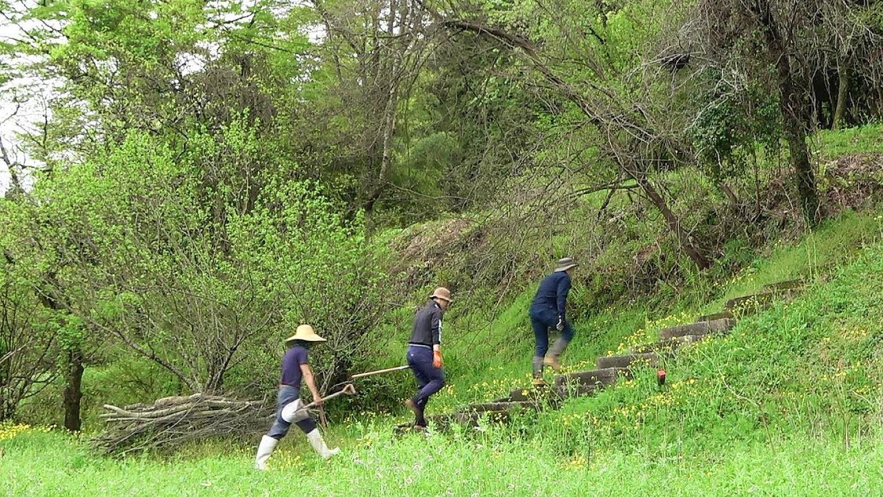 タケノコ掘り